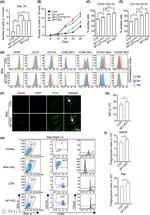 CD163 Antibody in Flow Cytometry (Flow)