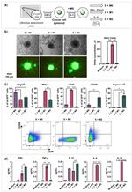 CD38 Antibody in Flow Cytometry (Flow)