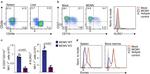 CD49b (Integrin alpha 2) Antibody in Flow Cytometry (Flow)