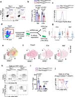 c-MAF Antibody in Flow Cytometry (Flow)