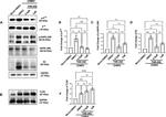 TLR4 Antibody in Western Blot (WB)