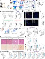 MERTK Antibody in Flow Cytometry (Flow)