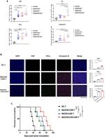 IL-2 Antibody in Flow Cytometry (Flow)