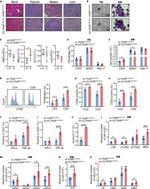 TNF alpha Antibody in Flow Cytometry (Flow)