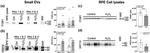 Cytokeratin 10 Antibody in Western Blot (WB)