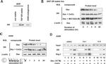 Glucocorticoid Receptor Antibody in Western Blot, Immunoprecipitation (WB, IP)