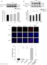 Caspase 1 (Cleaved Asp210) Antibody in Western Blot (WB)