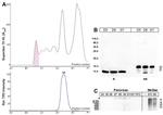 TFF2 Antibody in Western Blot (WB)