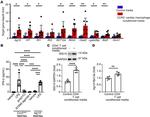 ISG15 Antibody in Western Blot (WB)