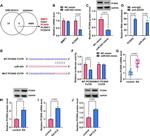 PCSK6 Antibody in Western Blot (WB)