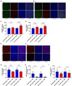 GABBR1 Antibody in Immunohistochemistry (Frozen) (IHC (F))