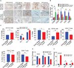 CD68 Antibody in Immunohistochemistry (Paraffin) (IHC (P))