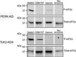 EIF2S1 Antibody in Western Blot (WB)