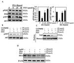 AKT Pan Antibody in Western Blot (WB)