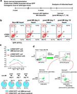 LPAR4 Antibody in Flow Cytometry (Flow)