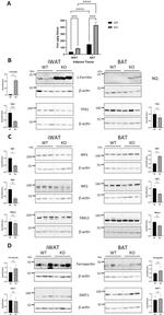 FBXL5 Antibody in Western Blot (WB)