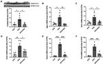 TLR4 Antibody in Western Blot (WB)