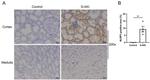 NLRP3 Antibody in Immunohistochemistry (Paraffin) (IHC (P))