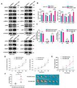 Phospho-PERK (Thr982) Antibody in Western Blot (WB)