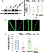 P-Glycoprotein Antibody in Western Blot (WB)