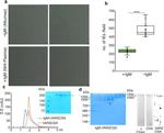 J Chain Antibody in Western Blot (WB)