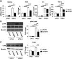 TLR4 Antibody in Western Blot (WB)