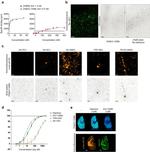 Monoamine Oxidase B Antibody in Immunohistochemistry (IHC)