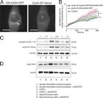 Vinculin Antibody in Western Blot (WB)