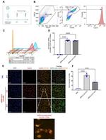 CD11b Antibody in Flow Cytometry (Flow)