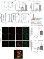 CD11b Antibody in Flow Cytometry (Flow)