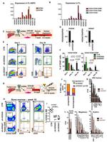 CD19 Antibody in Flow Cytometry (Flow)