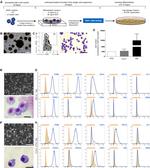 CD45.1 Antibody in Flow Cytometry (Flow)