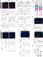 Podoplanin Antibody in Flow Cytometry (Flow)