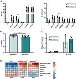 IFN gamma Antibody in Flow Cytometry (Flow)