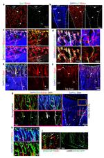 SOX17 Antibody in Immunocytochemistry (ICC/IF)