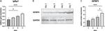 IGFBP3 Antibody in Western Blot (WB)