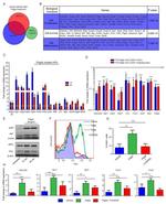 CD24 Antibody in Flow Cytometry (Flow)