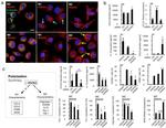 CD80 (B7-1) Antibody in Flow Cytometry (Flow)