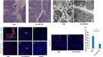 CD45 Antibody in Immunohistochemistry (IHC)