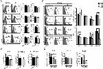 CD40 Antibody in Flow Cytometry (Flow)