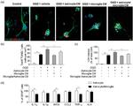 IL-1 beta (Pro-form) Antibody in Flow Cytometry (Flow)