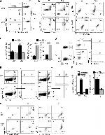 CD45.1 Antibody in Flow Cytometry (Flow)