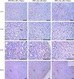 CD4 Antibody in Immunohistochemistry (IHC)