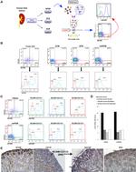 CD326 (EpCAM) Antibody in Immunohistochemistry, Flow Cytometry (IHC, Flow)