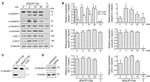 ZO-2 Antibody in Western Blot (WB)