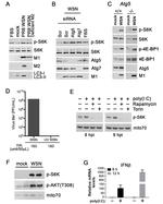 Influenza A M2 Antibody in Western Blot (WB)