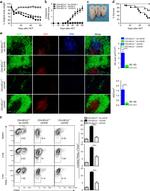 CD62L (L-Selectin) Antibody in Flow Cytometry (Flow)