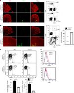 CD4 Antibody in Flow Cytometry (Flow)