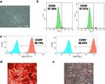 CD45 Antibody in Flow Cytometry (Flow)