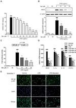 NFkB p65 Antibody in Immunocytochemistry (ICC/IF)